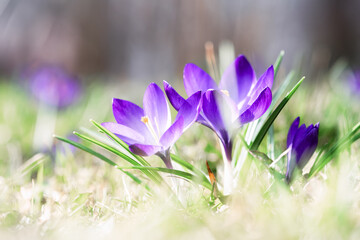 Macro shot of purple spring crocus flowers on green meadow closeup. Nature photography - 755593077