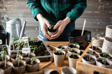 Farmer transplants tomato and pepper seedlings into peat cups. Preparing plants for growing in open...