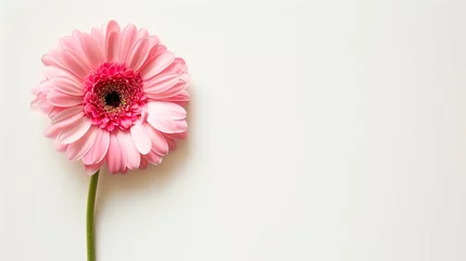 Zelfklevend Fotobehang Pink Gerbera Daisy © TY