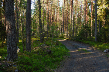 Obraz premium path in the forest
