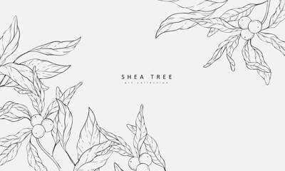 Floral bakground with shea tree. Botanical herbs for cosmetic, wall art or wallpaper. Vector illustration. Luxury inked