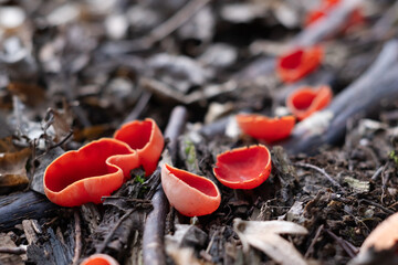 Beautiful macro shot of edible spring mushrooms scarlet elf cup (Sarcoscypha coccinea) in the spring forest. Nature macro photography - 755593863