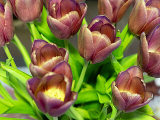 Tulipany ,bukiet,brązowe
