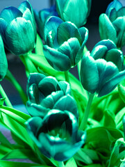 Fototapeta premium Tulipany , bukiet , zielone