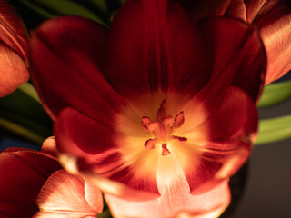 Tulipan,czerwony ,kolor,zbliżenie ,makro - obrazy, fototapety, plakaty