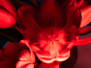 Tulipan,czerwony,zbliżenie ,makro,kwiat - obrazy, fototapety, plakaty