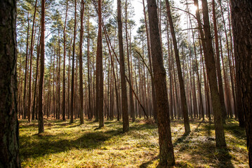 Natural landscape, coniferous forest on a sunny day in Poland.