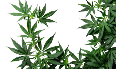 A sets of the many green cannabis leaves.