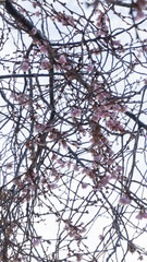 Blossoming Spring: Cherry Trees Awaken