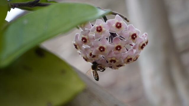  Polinización abeja Flor de cera o Nácar, clepia