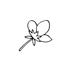 Hand-drawn botanical flower. Element of garden plant in doodle-style. Isolated vector illustration on white background