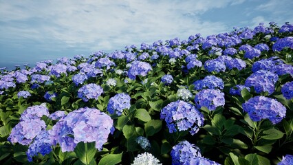 3D Render hydrangea flowers green hills landscape