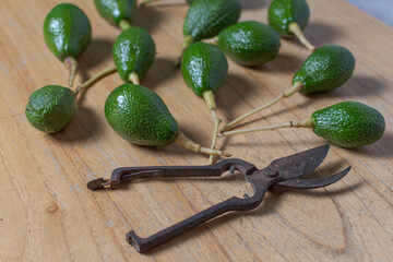Several freshly picked avocados on a table and pruning shears.