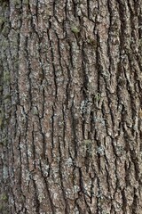 Closeup of tree bark detail.