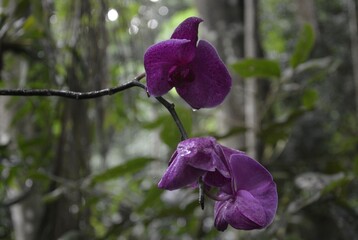 flor violeta con roció