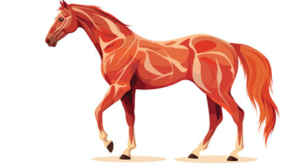 Horse body muscles anatomy .. flat vector isolated o