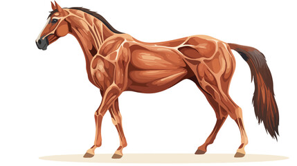 Horse body muscles anatomy .. flat vector isolated o