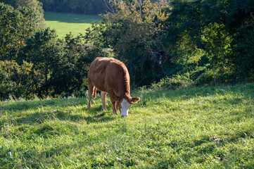 A cow in a green pasture