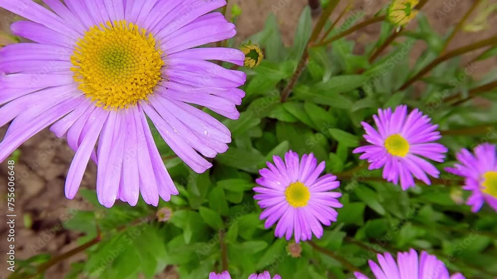 Poster blooming of violet aster alpinus 'happy end' flowers. splendid spring scener of botanical garden wit