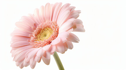 Pink gerber daisy isolated.