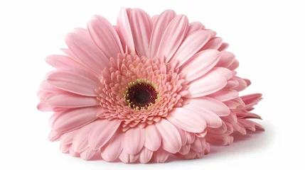 Muurstickers Pink gerber daisy isolated. © yasir