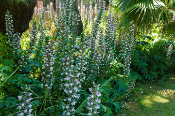 Graceful blossom of Acanthus mollis (Bear's Breeches). Majestic flower  with large leaves on...