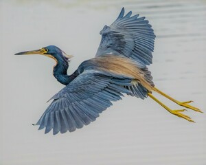 great blue heron ardea cinerea