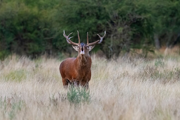 Red deer, Male roaring in La Pampa, Argentina, Parque Luro, Nature Reserve