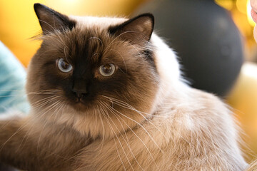 Portret kota o kremowo-brązowej sierści i brązowych oczach - obrazy, fototapety, plakaty