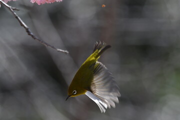 メジロと椿寒桜