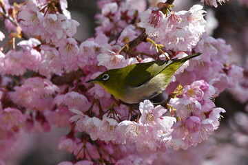 メジロと椿寒桜