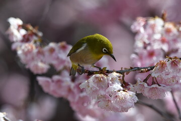 メジロと椿寒桜