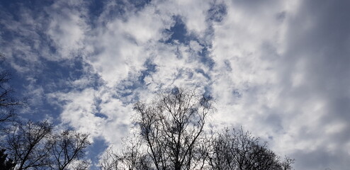 White clouds in a blue sky above bare treetops, in spring (sky background, sky texture, clouds in the sky).