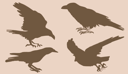 Vintage vector set of silhouettes of crows. Elements for design,tattoo and printing	