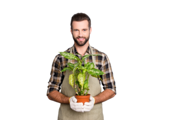 Portrait of cheerful brunet  florist with stubble in shirt and apron showing, having house plant, diffenbachia in pot looking at camera isolated on grey background