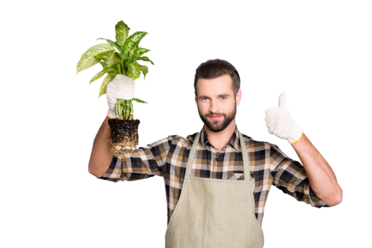 Portrait of attractive florist with stubble showing demonstrate house diffenbachia with soil and thumb up, yes, done sign with finger isolated on grey background, advertisement concept