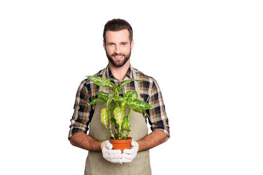 Portrait of cheerful brunet  florist with stubble in shirt and apron showing, having house plant, diffenbachia in pot looking at camera isolated on grey background