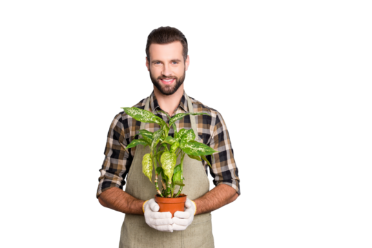 Portrait of cheerful brunet  florist with stubble in shirt and apron showing, having house plant, diffenbachia in pot looking at camera isolated on grey background