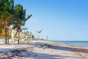 Beautiful Crandon Park Beach located in Key Biscayne in Miami, Florida, USA. Palms, white sand and...
