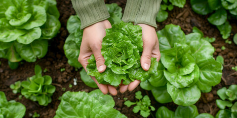 Close-up of hands gently lifting a young lettuce plant in a garden bed