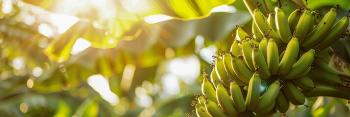 Fototapeta premium Ripe bananas hanging on a tree, illuminated by warm sunlight with bokeh
