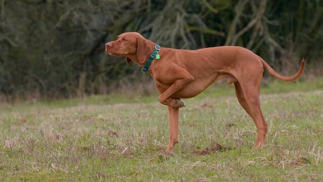 Beautiful male hungarian vizsla hunting dog pointing. The name pointer comes from the dogs instinct to point. Vizsla is type of gundog typically used in finding game.