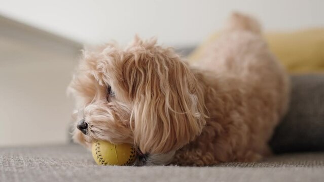 A cute Maltipoo dog is captured enjoying playtime with a sporty yellow ball while lounging on a cozy sofa at home.