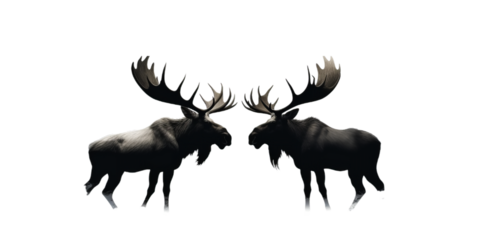 Silhouettes of the wild animal isolated on transparent background