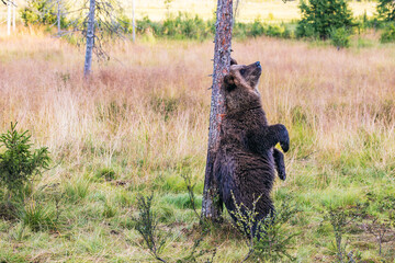 brown bear