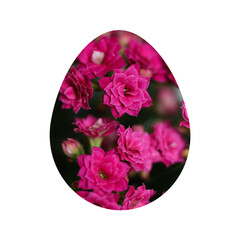 Easter egg with pink kalanchoe flowers isolated on white background, 