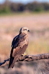 Black kite on leafless branch.