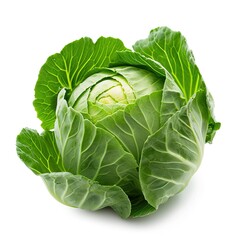 Fototapeta premium head of cabbage