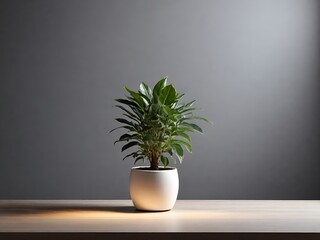 a potted plant on an empty table. a bright copy space, a place for the product. 