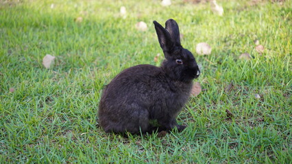 Black rabbit in the grass